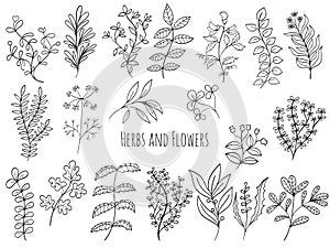 Set of flowers and herbs