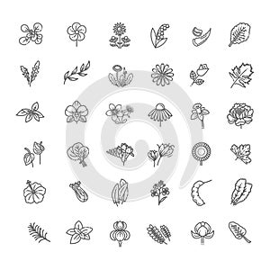Set of flowers and herbs icon in flat design photo