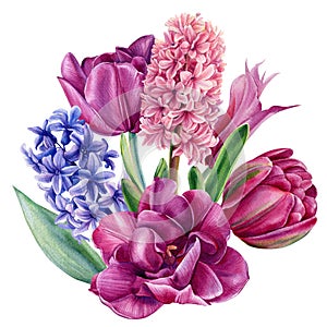 Bouquet flowers hyacinths, clematis, tulips on a white background, watercolor illustration, botanical painting