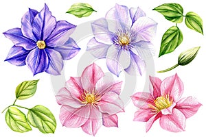 Set flowers isolated white background. Watercolor illustrations pink and purple blooming clematis. Colored flora design