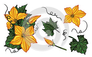 Set of flowers, leaves, buds and swirls of pumpkin, cucumber and zucchini on a white background. autumn composition