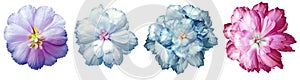 Set    flowers  onwhite isolated background with clipping path. Close-up. Flowers on the stem. photo
