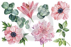 Set of flowers of pink anemones, lily, dahlia and eucalyptus leaves on an isolated white background, watercolor clipart