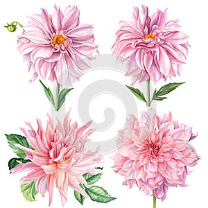 Set of flowers, pink dahlia, isolated white background, watercolor illustration