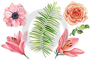 Set of flowers, pink lilies, anemones, roses, palm leaf on a white background. Watercolor drawing