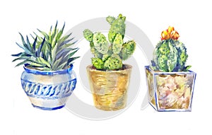 Set of flowers in pots, indoor plants, watercolor illustration