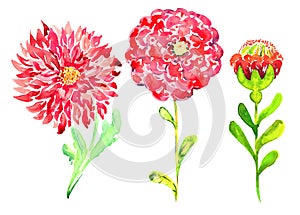 Set flowers of red chrysanthemum