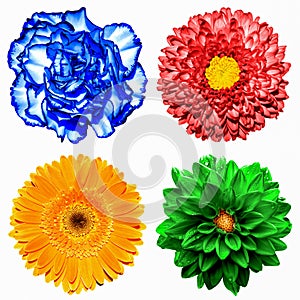Set of 4 in 1 flowers: red chrysanthemum, orange gerbera, blue clove and red chrysanthemum flower isolated