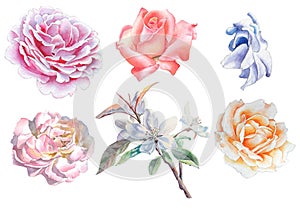 Set with flowers. Rose. Blossom. Watercolor illustration.