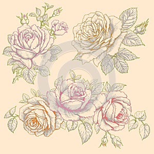 Set of Flowers. Roses. Multicolor Drawing.