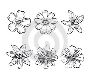 Set flowers rustic and monochrome decoration,