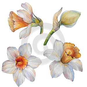 Set of watercolor flowers narcissus. Watercolor illustration.