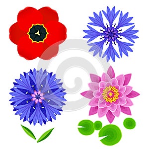 Set of flowers tulip, lotus, cornflower isolated over white