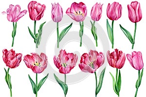 Set flowers, tulips on a white background, watercolor illustration, botanical painting. Flora design