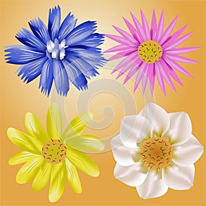 A Set of Flowers with Various Colors Vector Illustration