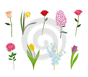 Set of flowers vector photo