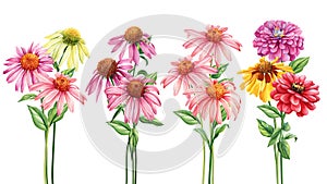 Set flowers wedding watercolor bouquets. Floral pastel botanical arrangement. Echinacea flowers, Painting Summer plant
