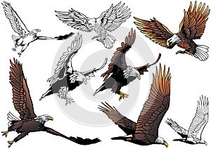 Set of Flying Bald Eagle
