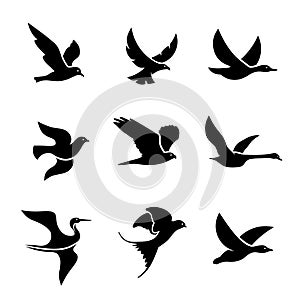 Set of flying bird logo vector concept