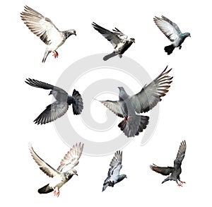 Set of flying pigeon in action isolated