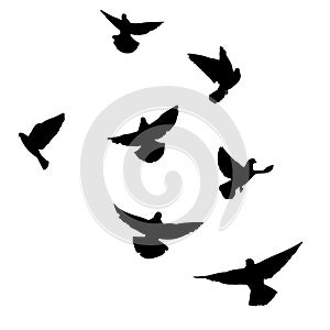 Set of flying pigeons. Silhouette of doves fly on white background. Vector illustration