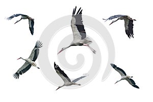 Set of flying storks