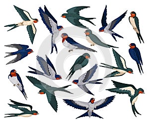 Set of flying swallows. Flock of martlet birds cartoon vector illustration