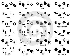 Set of footprints of wild animals