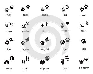 Set of footprints of wild animals