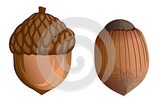 Set of forest acorns and hazelnuts on a light background