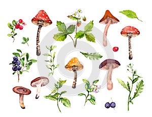 Set of forest mushrooms, berries, grass and wild flowers. Botanical watercolor plants, fungus of woodland. Hand painted