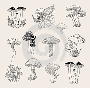 Set of Forest mushrooms hand drawn line art vector
