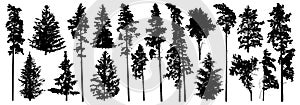 Set of forest trees. Silhouette of pines, spruces, deciduous trees. Vector illustration