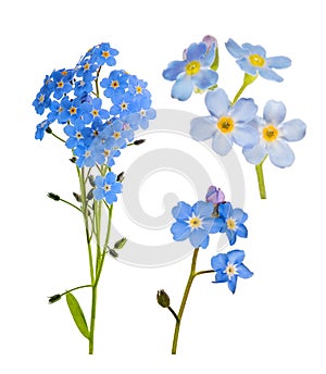 Set of forget-me-not blue flowers isolated on white