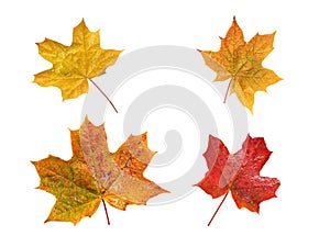 Set of four autumn maple leaves with water drops