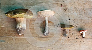 Set of four edible mushrooms (white, boletus, suillus, russula)