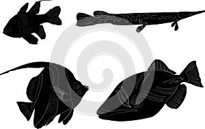 Set of four fish sketchs isolated on white photo