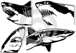 Set of Four Great White Shark Drawings