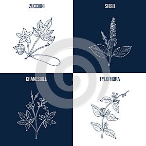 Set of four hand drawn eatable and medicinal plants