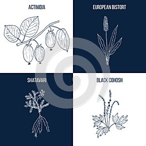 Set of four hand drawn eatable and medicinal plants