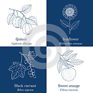 Set of four hand drawn eatable and medicinal plants