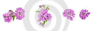 Set of four isolated elements for floral design. purple beautiful flowers of Iberia on a white background photo