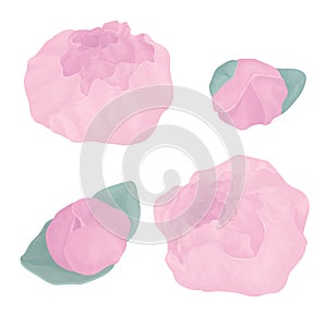 Set with four peony flower. Hand drawn