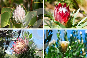 Set of four photos of beautiful King Protea