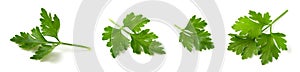 Set of four photos of parsley leaves isolated on white background close up