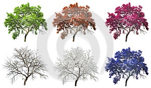 Set of four seasons tree isolated