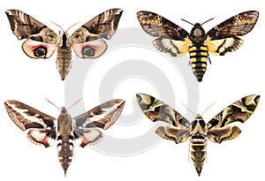 Set of four Sphingidae hawk-moths