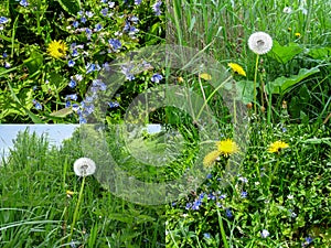 Set of four spring grassy backgrounds with dandelions