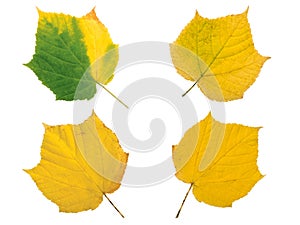 Set of four yellow autumn leaves