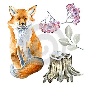 Set of fox and forest plants watercolor illustration isolated on white.